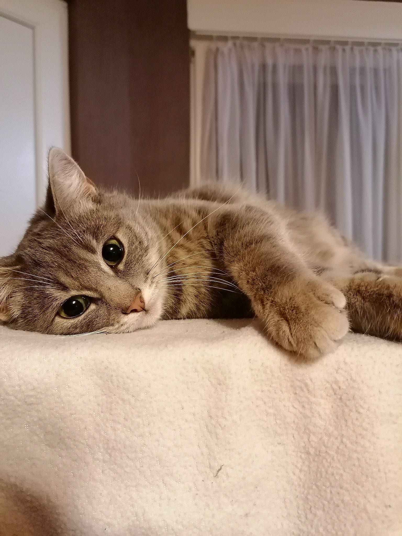 Bloom participe au concours pour gagner de l'argent avec cette photo : bed, carnivore, cat, claw, comfort, couch, curtain, domestic_short_haired_cat, door, felidae, fur, grey, paw, small_to_medium_sized_cats, snout, tail, textile, whiskers, window, wood