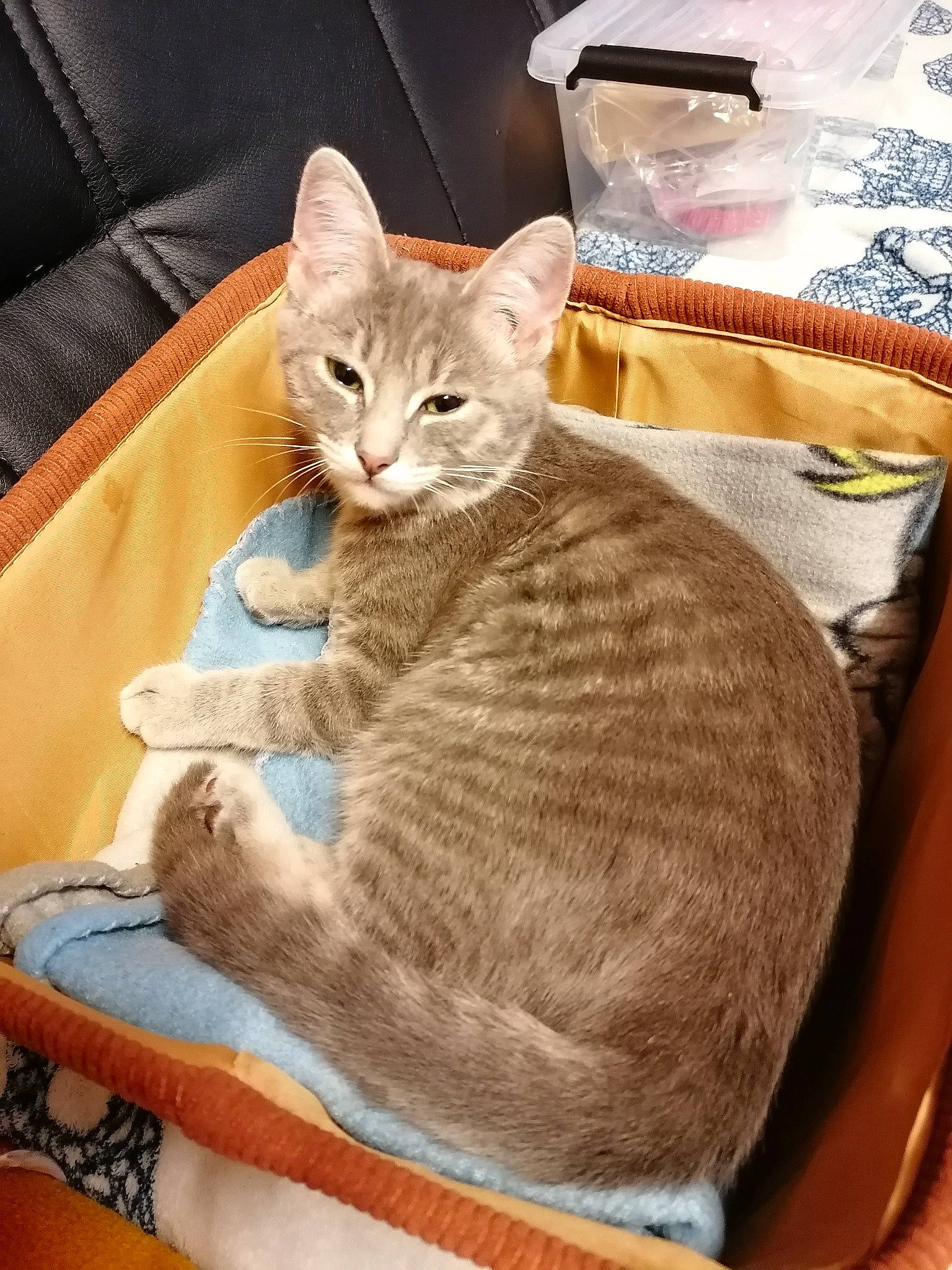 Bloom participe au concours pour gagner de l'argent avec cette photo : carnivore, cat, cat_bed, cat_supply, comfort, domestic_short_haired_cat, fawn, felidae, fur, pet_supply, serveware, sitting, small_to_medium_sized_cats, snout, tail, whiskers, window