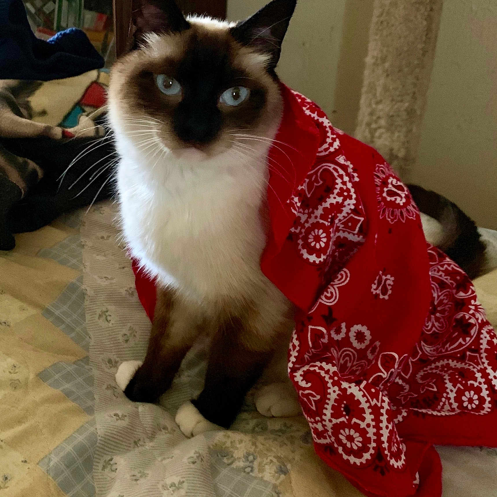 Odin joined the competition — help win amazing prizes! accessories, animal, bandana, blanket, boy, cat, child, clothing, dress, furniture, headband, kitten, male, manx, person, pet, quilt, scarf, siamese, velvet