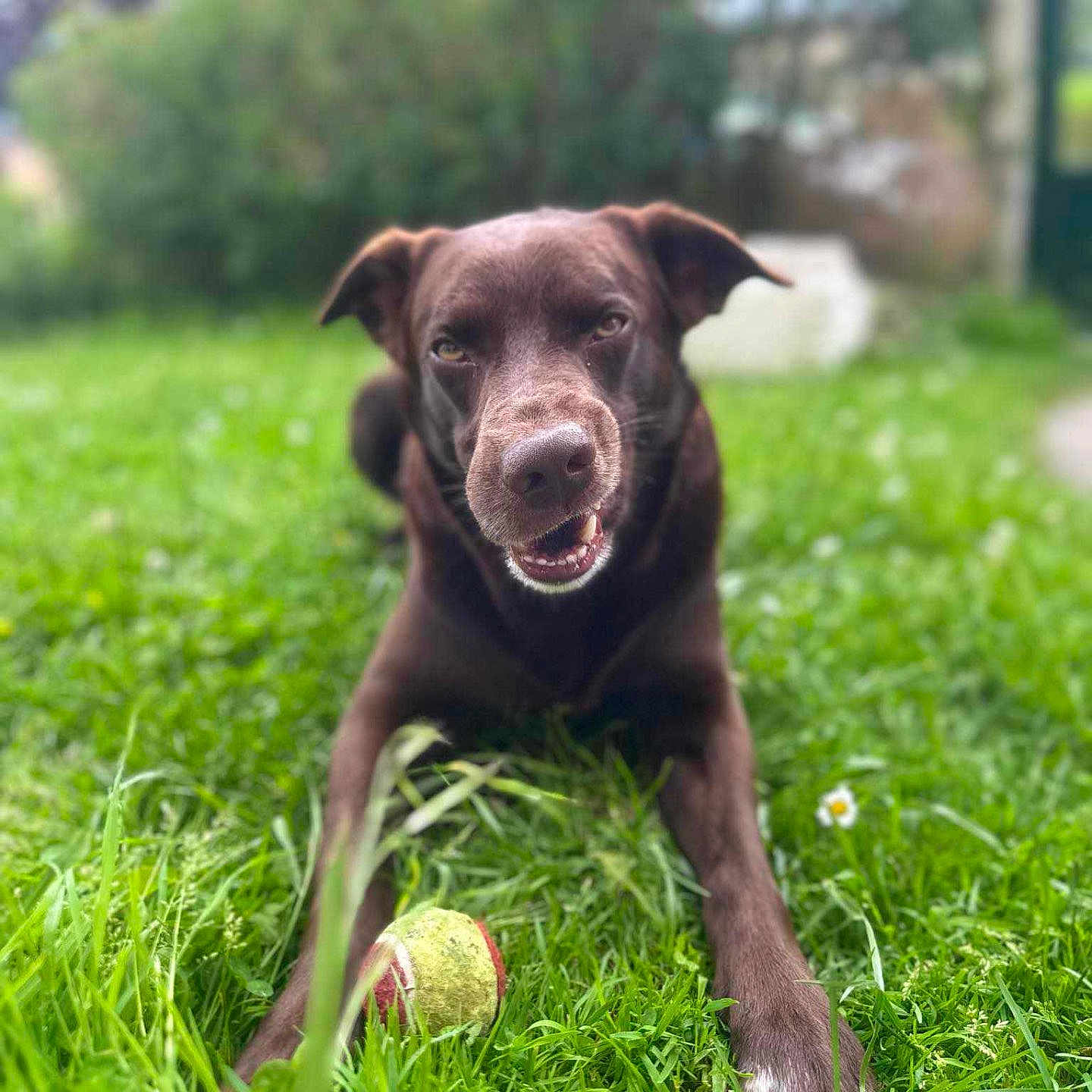 Paco participe au concours pour gagner de l'argent avec cette photo : animal, ball, canine, dog, football, grass, green, labradorretriever, lawn, pet, plant, puppy, racket, soccer, soccerball, sphere, sport, tennis, tennisball, vegetation