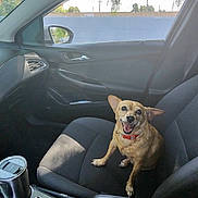 Lady joined the competition — help win amazing prizes! dog, small_dog, car_interior, car_seat, happy_dog, pet, smiling, sunlight, window, side_mirror, seatbelt, dashboard, cup_holder, human_arm, red_collar, black_seat, vehicle, daylight, outdoor_view, car_door