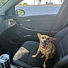 dog, small_dog, car_interior, car_seat, happy_dog, pet, smiling, sunlight, window, side_mirror, seatbelt, dashboard, cup_holder, human_arm, red_collar, black_seat, vehicle, daylight, outdoor_view, car_door