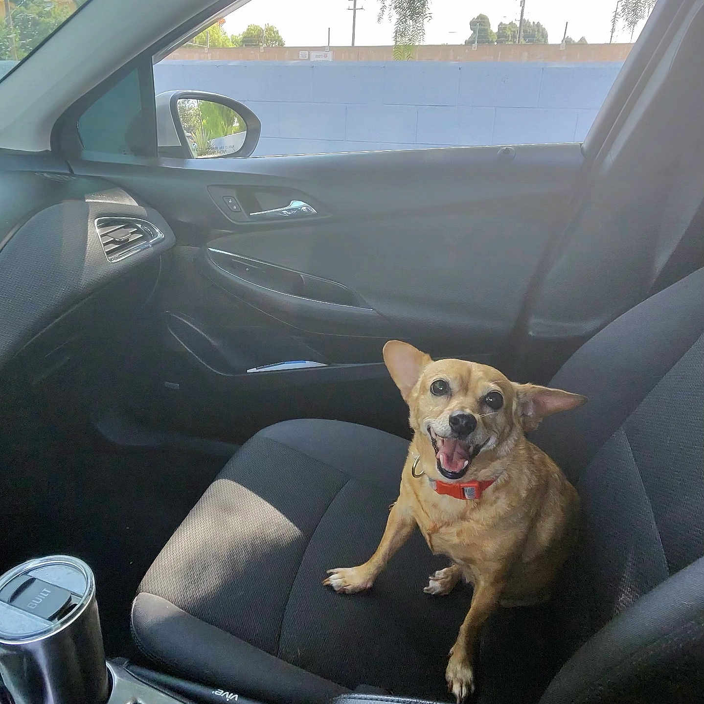 Lady joined the competition — help win amazing prizes! dog, small_dog, car_interior, car_seat, happy_dog, pet, smiling, sunlight, window, side_mirror, seatbelt, dashboard, cup_holder, human_arm, red_collar, black_seat, vehicle, daylight, outdoor_view, car_door
