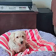 Sage joined the competition — help win amazing prizes! dog, puppy, small_dog, fluffy, white_fur, pet_bed, blanket, striped_blanket, lavender, indoor, living_room, wood_floor, furniture, cozy, sitting, portrait, cute, companion_animal, home, photography