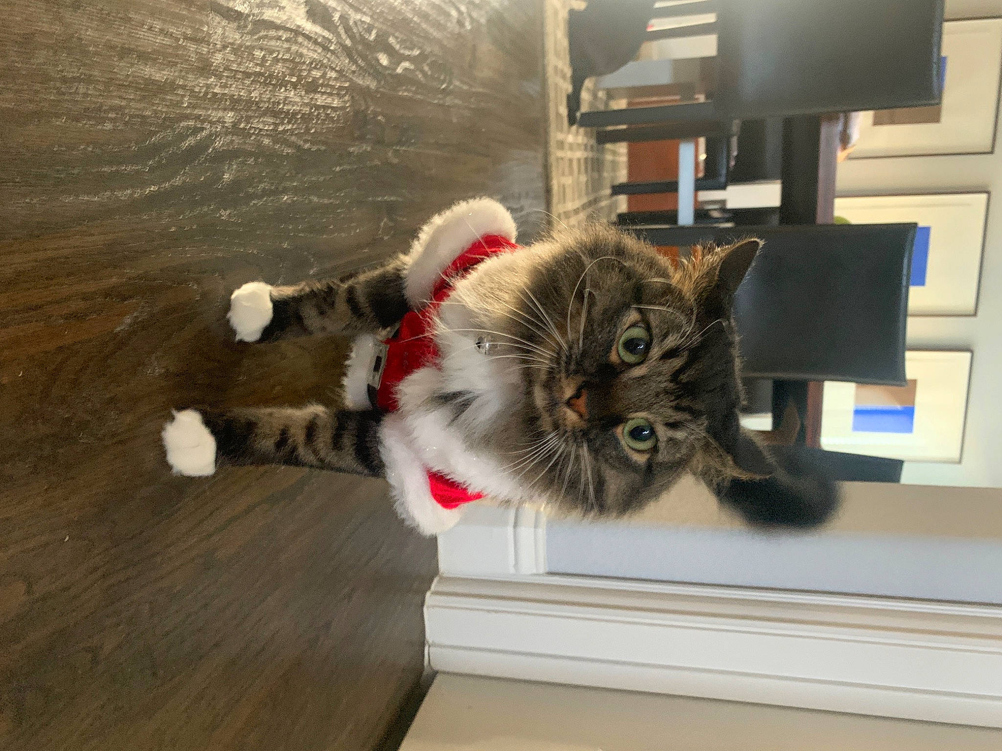 Hatchi joined the competition — help win amazing prizes! carnivore, cat, claw, comfort, domestic_short_haired_cat, felidae, floor, flooring, fur, hardwood, lap, paw, room, small_to_medium_sized_cats, tail, whiskers, wood, wood_flooring