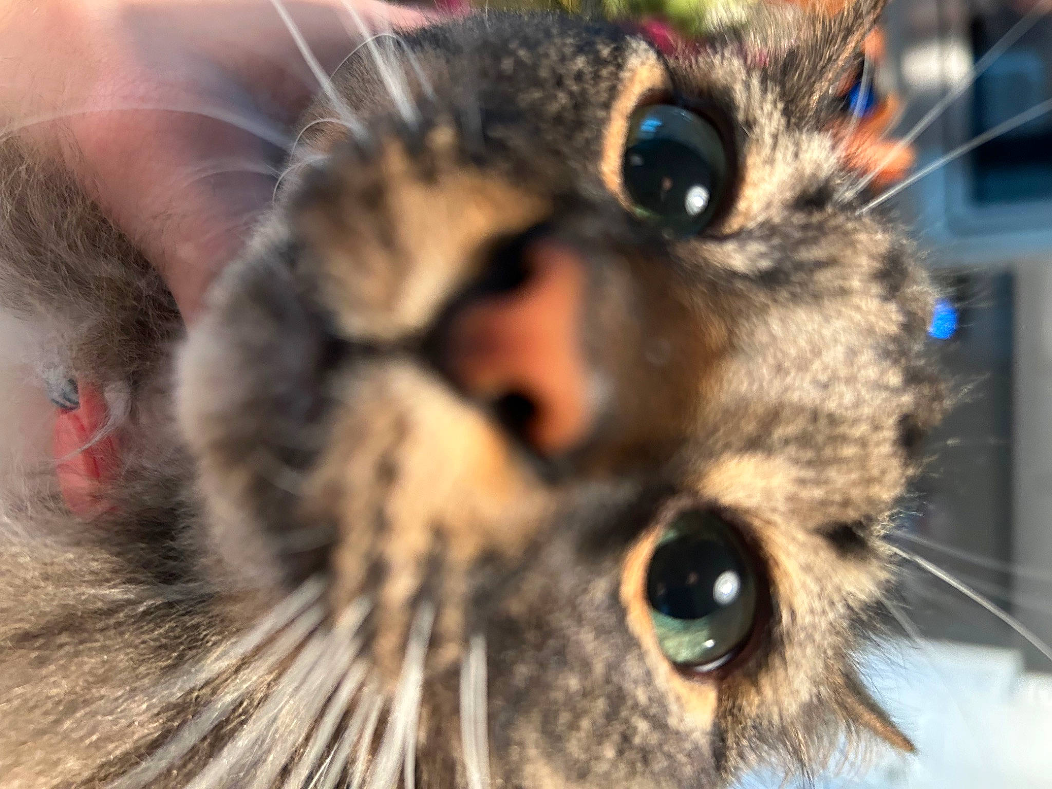 Hatchi joined the competition — help win amazing prizes! carnivore, cat, close_up, domestic_short_haired_cat, ear, eye, felidae, fur, head, iris, macro_photography, nose, organism, paw, photography, small_to_medium_sized_cats, snout, terrestrial_animal, whiskers, wildlife