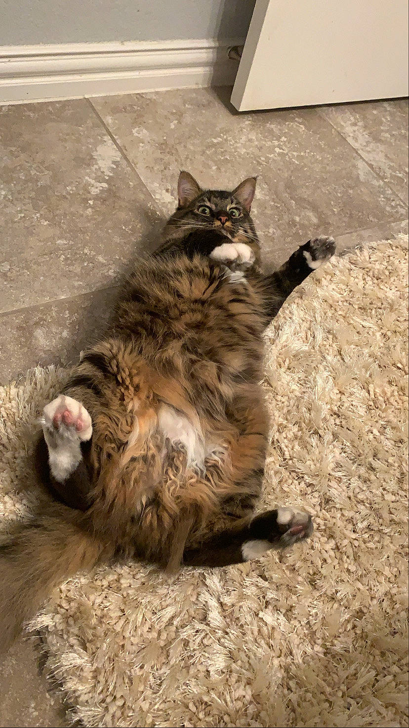 Hatchi is registered to the contest to win money with this photo: carnivore, cat, claw, domestic_short_haired_cat, felidae, flooring, foot, fur, paw, road_surface, sitting, small_to_medium_sized_cats, snout, soil, tail, terrestrial_animal, whiskers