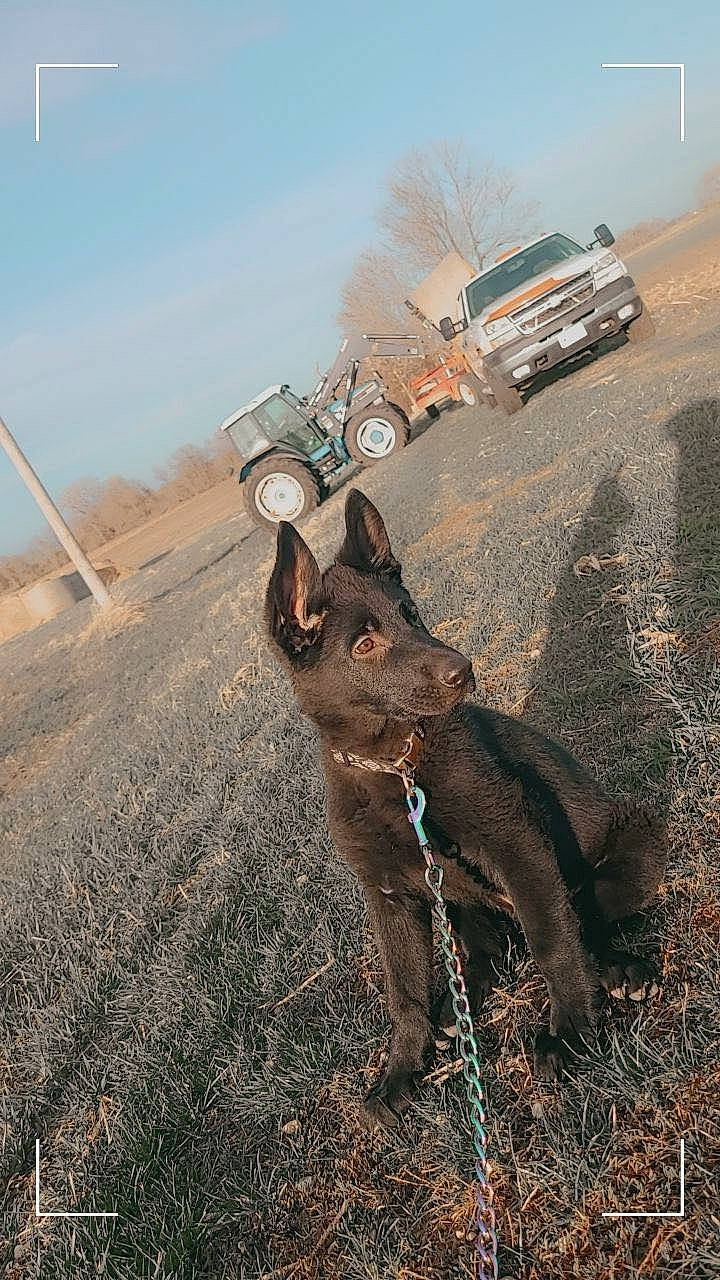 Freya joined the competition — help win amazing prizes! asphalt, automotive_exterior, automotive_tire, automotive_wheel_system, car, carnivore, dog, dog_breed, fawn, grass, landscape, motor_vehicle, pack_animal, road, rolling, sky, tire, vehicle, wheel, working_animal