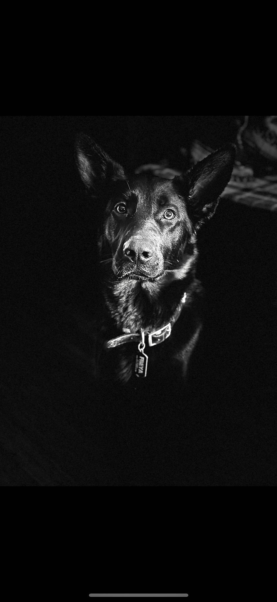 Freya is registered to the contest to win money with this photo: art, bone, canidae, carnivore, darkness, dog, dog_breed, fictional_character, flash_photography, font, fur, guard_dog, jaw, monochrome, monochrome_photography, snout, sporting_group, still_life_photography, whiskers, working_animal