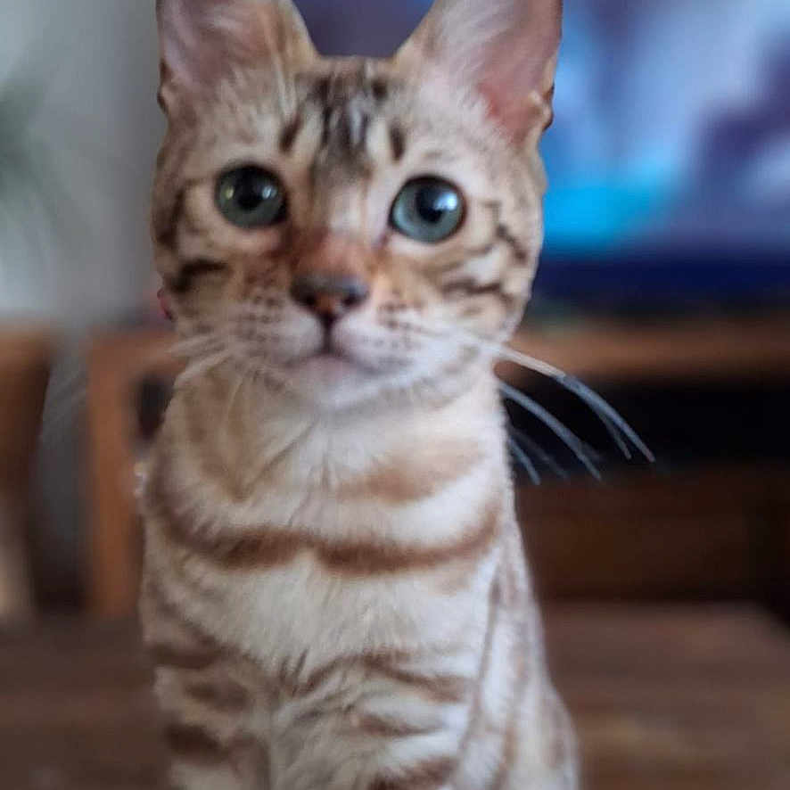 Kawaïi participe au concours pour gagner de l'argent avec cette photo : cat, animal, pet, indoor, wooden_surface, curious, spotted, feline, sitting, looking, ears, whiskers, tail, brown, striped, domestic, cute, portrait, young, furry