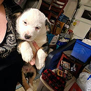 Arlo is registered to the contest to win money with this photo: puppy, dog, pet, person_partial, hand, holding, indoor, garage, storage, plastic_bin, dog_food_bag, chair, shelving, cardboard_box, blanket, clothing_pattern, floor, container, cute, portrait