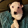 adorable, black_fur, blanket, closeup, couch, cozy, dog, ears, eyes, indoor, looking_at_camera, nose, paws_crossed, pet, portrait, puppy, puppy_face, sitting, towel, white_fur