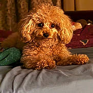 Lilo joined the competition — help win amazing prizes! dog, curly_fur, bed, blanket, indoor, pet, animal, cozy, fur, cute, brown, small_dog, lying_down, domestic, curtains, soft_lighting, companion, relaxed, home, portrait