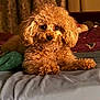dog, curly_fur, bed, blanket, indoor, pet, animal, cozy, fur, cute, brown, small_dog, lying_down, domestic, curtains, soft_lighting, companion, relaxed, home, portrait