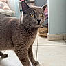 cat, gray_cat, indoor, floor, tile, pet, animal, whiskers, ears, eyes, fur, curious, standing, domestic, household, cozy, stuffed_toy, background, furniture, natural_light