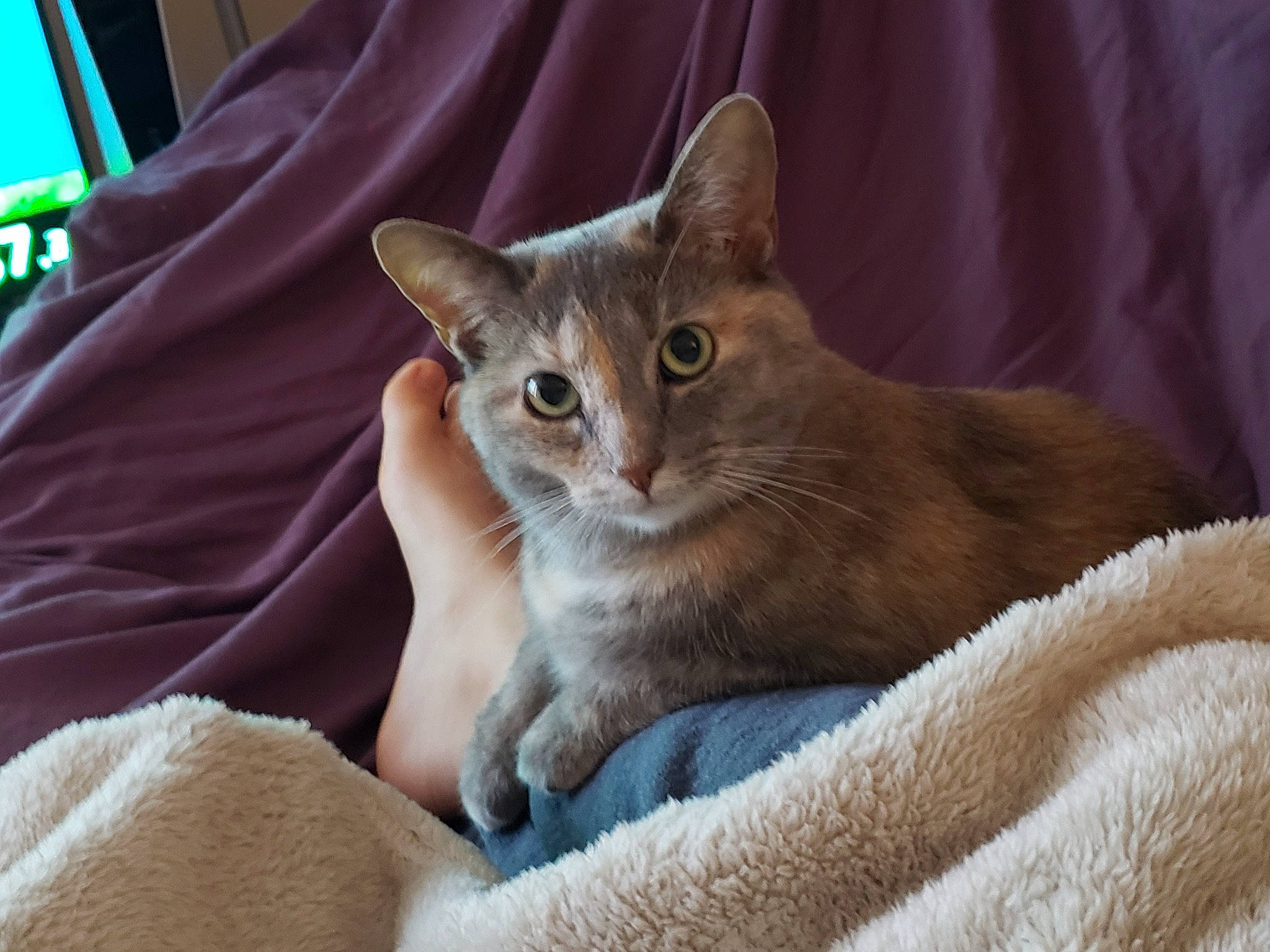 Bongo joined the competition — help win amazing prizes! carnivore, cat, cat_furniture, cat_supply, claw, comfort, domestic_short_haired_cat, fawn, felidae, fur, linens, paw, sitting, small_to_medium_sized_cats, snout, tail, terrestrial_animal, whiskers, wildlife