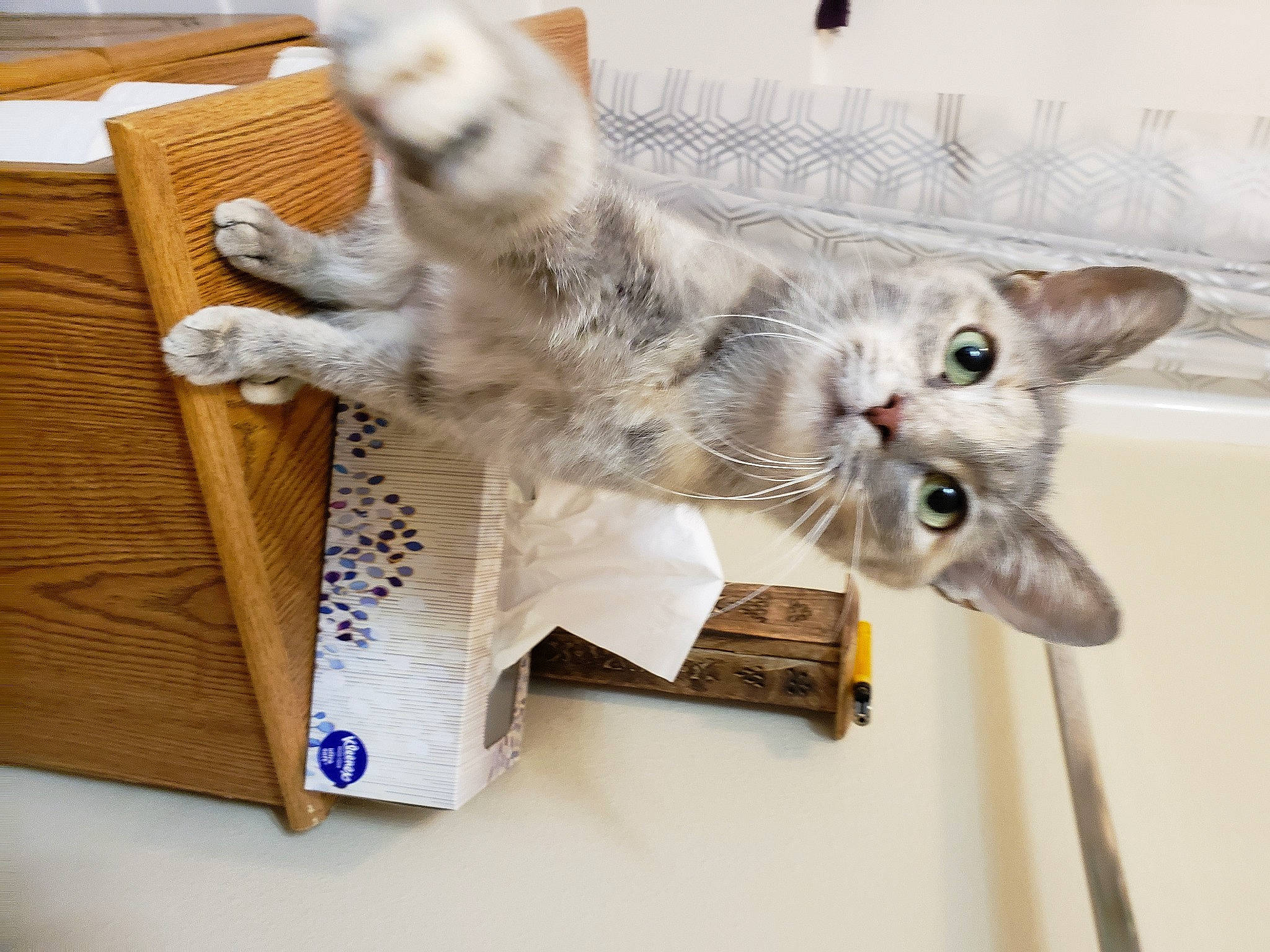 Bongo joined the competition — help win amazing prizes! box, carnivore, cat, cat_toy, claw, domestic_short_haired_cat, felidae, fur, paw, small_to_medium_sized_cats, tail, whiskers, wood