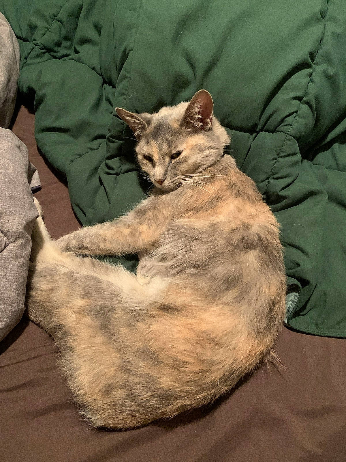 Bongo is registered to the contest to win money with this photo: carnivore, cat, claw, comfort, domestic_short_haired_cat, fawn, felidae, fur, gesture, grey, linens, mammal, nap, paw, small_to_medium_sized_cats, snout, tail, terrestrial_animal, whiskers, wildlife