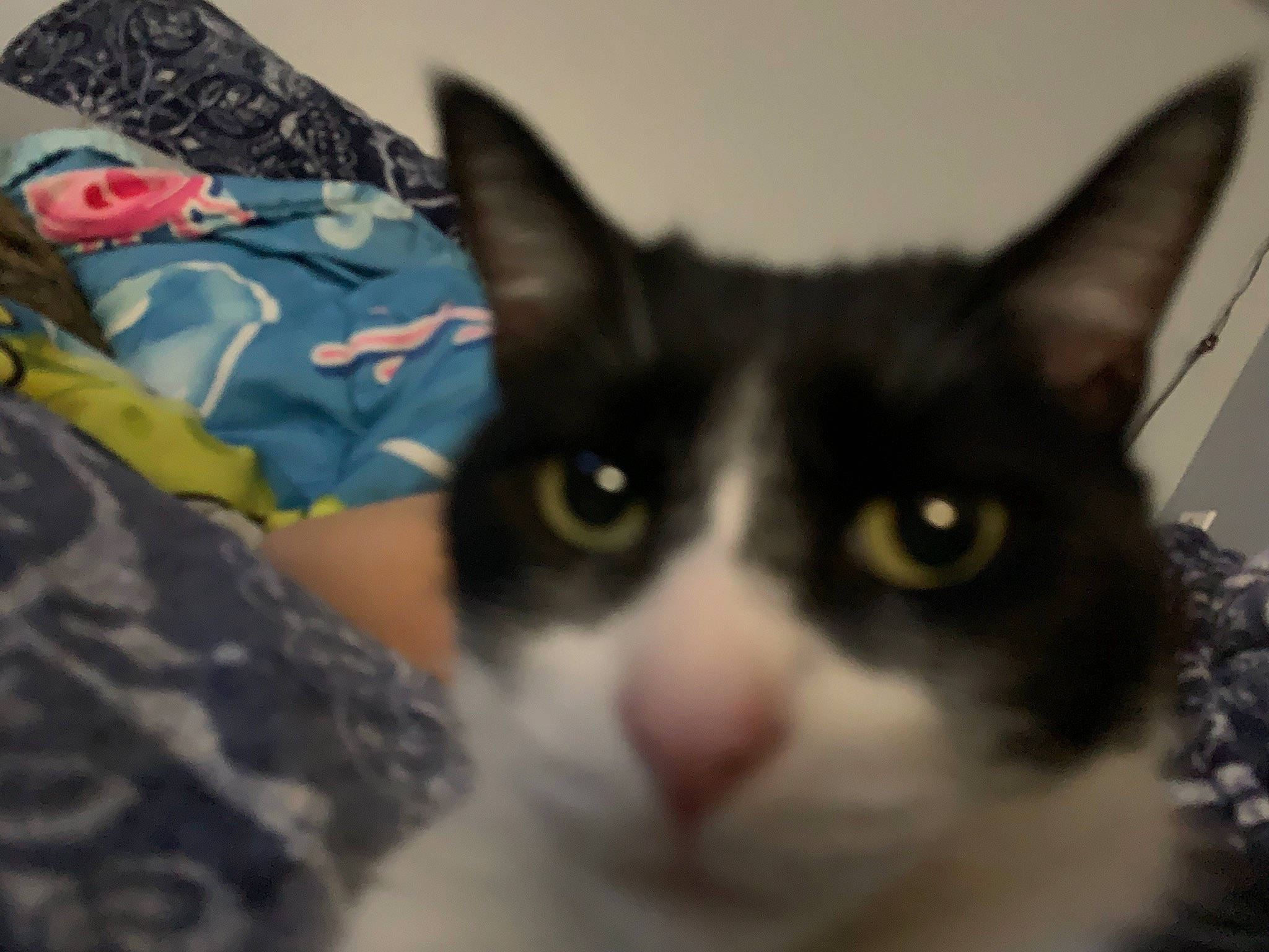 Cecil is registered to the contest to win money with this photo: carmine, carnivore, cat, domestic_short_haired_cat, felidae, fur, head, iris, linens, small_to_medium_sized_cats, snout, whiskers