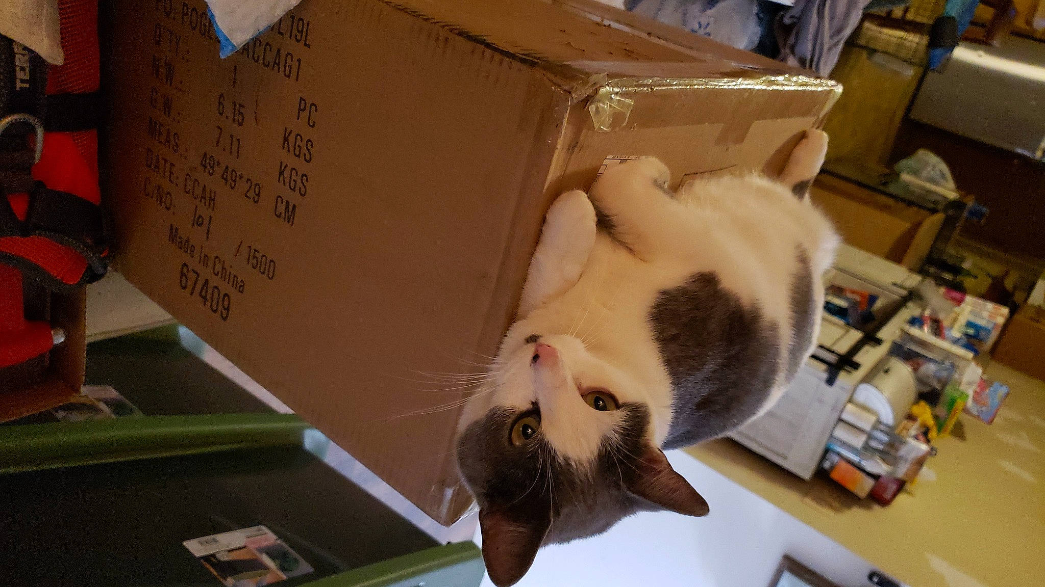 Oka is registered to the contest to win money with this photo: box, cardboard, carnivore, carton, cat, domestic_short_haired_cat, fawn, felidae, fur, packaging_and_labeling, packing_materials, paw, pet_supply, shelf, shipping_box, small_to_medium_sized_cats, snapshot, snout, tail, whiskers
