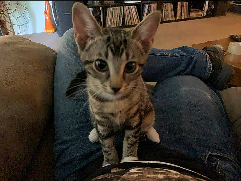 Zippy is registered to the contest to win money with this photo: bookcase, carnivore, cat, comfort, couch, domestic_short_haired_cat, felidae, fur, picture_frame, shelf, sitting, small_to_medium_sized_cats, snout, sofa_bed, studio_couch, whiskers