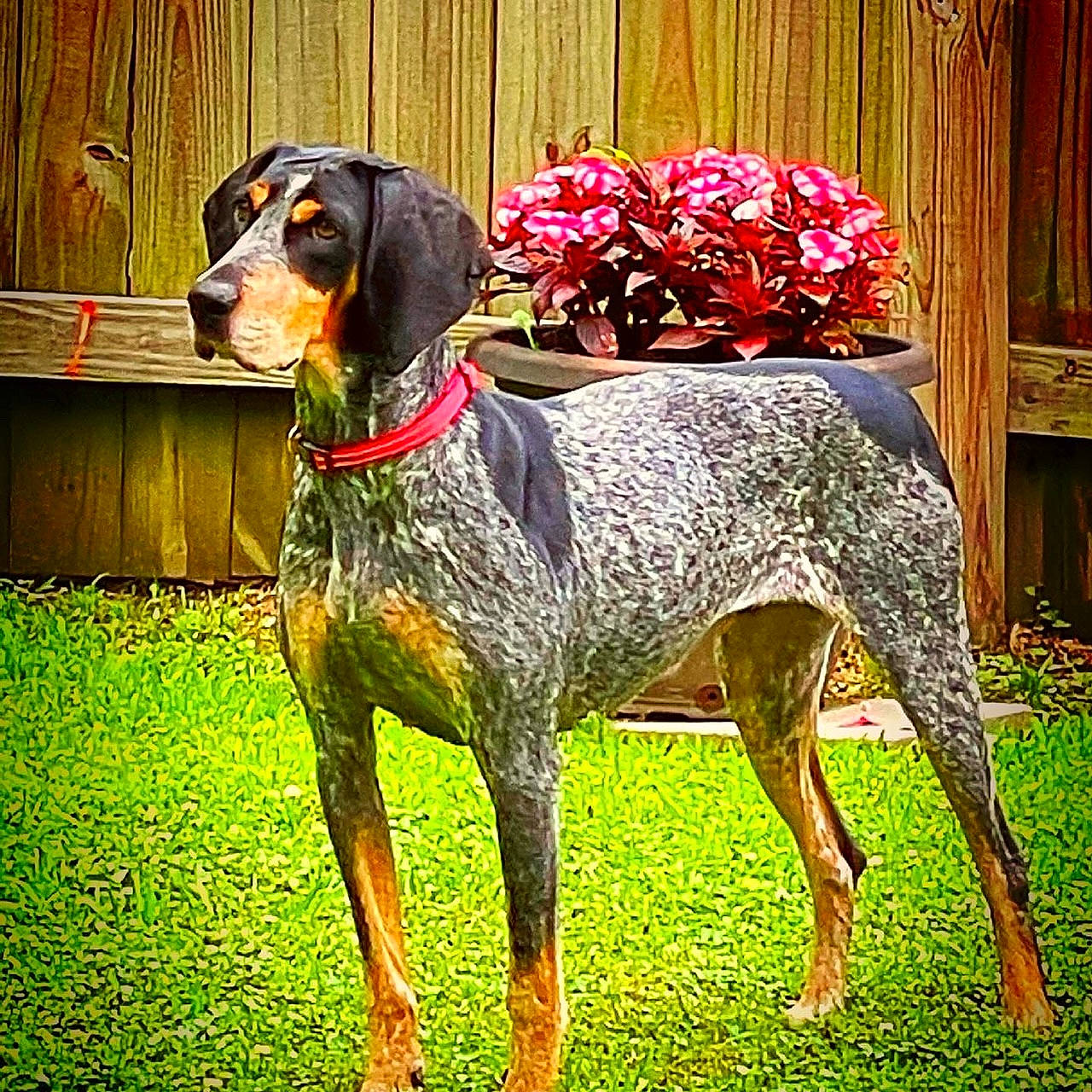 Daisy Mae joined the competition — help win amazing prizes! canidae, carnivore, companion_dog, dobermann, dog, dog_breed, dog_supply, fawn, grass, liver, metal, pet_supply, plant, rectangle, sleeve, sporting_group, terrestrial_animal, window, working_animal, working_dog