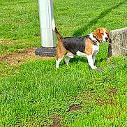 Tino a rejoint le concours — aidez-le/la à gagner de superbes lots ! dog, beagle, leash, grass, greenery, outdoor, pet, animal, canine, park, sunlight, tri_color, alert, standing, nature, daylight, collar, playful, leash_in_mouth, urban