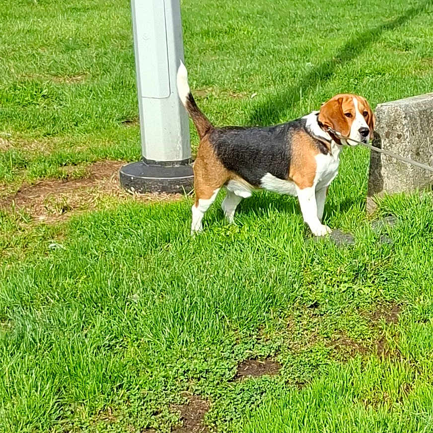 Tino