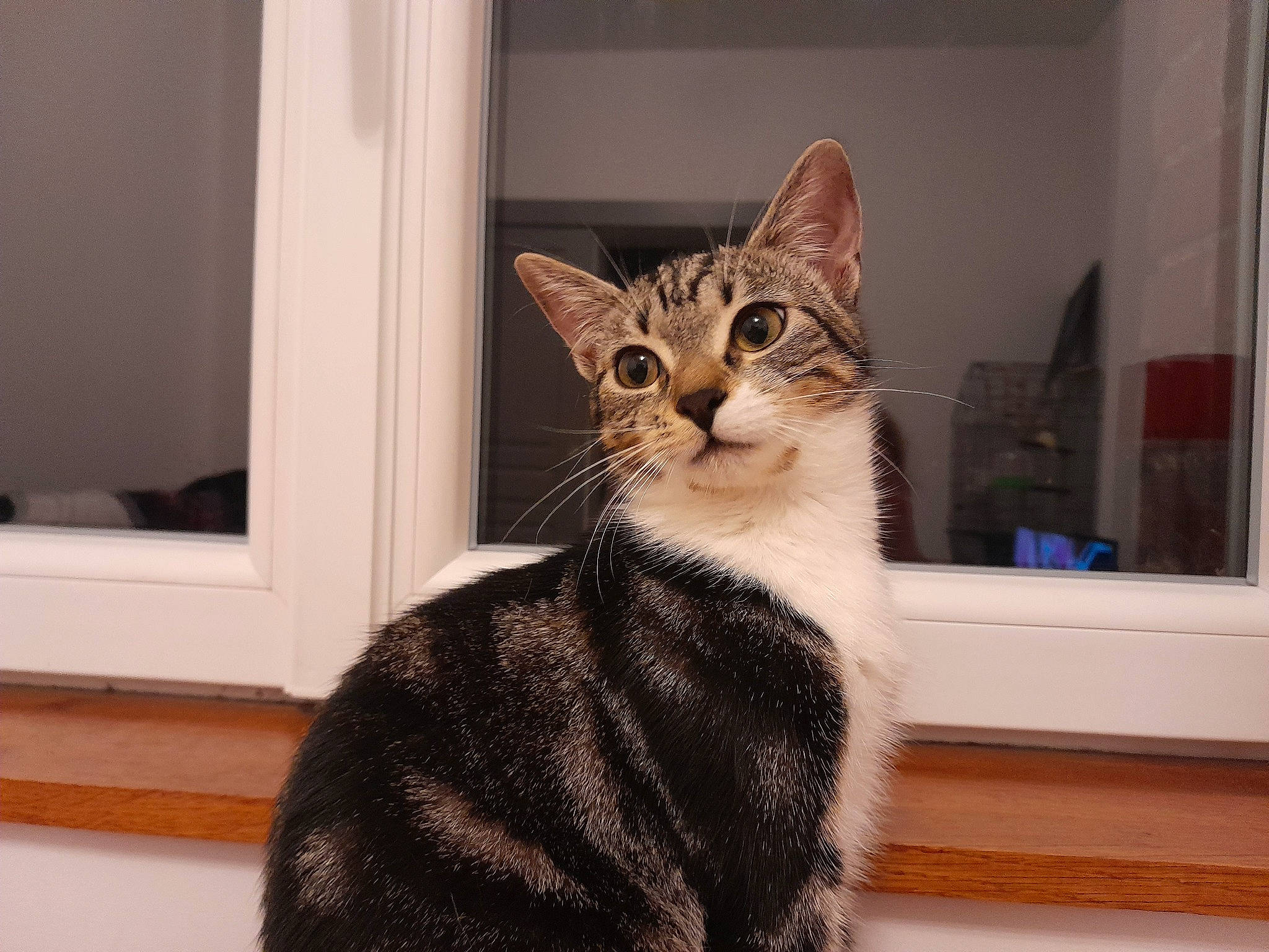 Ace participe au concours pour gagner de l'argent avec cette photo : carnivore, cat, cat_furniture, cat_supply, comfort, domestic_short_haired_cat, door, felidae, fixture, fur, paw, pet_supply, sitting, small_to_medium_sized_cats, snout, tail, terrestrial_animal, whiskers, window, wood