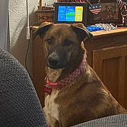 Jules is registered to the contest to win money with this photo: dog, indoor, collar, pet, furniture, decorations, patriotic, flag, photo_frame, brown_fur, white_chest, pink_collar, basket, wooden_cabinet, blanket, technology_screen, wall, table, seated, animal