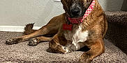 Jules is registered to the contest to win money with this photo: dog, pet, stairs, carpet, brown_dog, collar, indoor, animal, canine, laying_down, paw, cute, domestic_animal, portrait, looking_at_camera, relaxed, fur, ears, tag, home