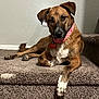 dog, pet, stairs, carpet, brown_dog, collar, indoor, animal, canine, laying_down, paw, cute, domestic_animal, portrait, looking_at_camera, relaxed, fur, ears, tag, home