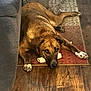Jules is registered to the contest to win money with this photo: dog, brown_dog, lying_down, indoor, rug, wooden_floor, bone, pet, canine, domestic_animal, flooring, resting, looking_up, furniture, cozy, home, animal, mammal, paw, ears