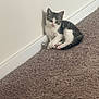 animal, carpet, cat, claw, corner, curious, cute, domestic, fur, gray, indoor, kitten, paws, pet, playful, resting, small, wall, white, young