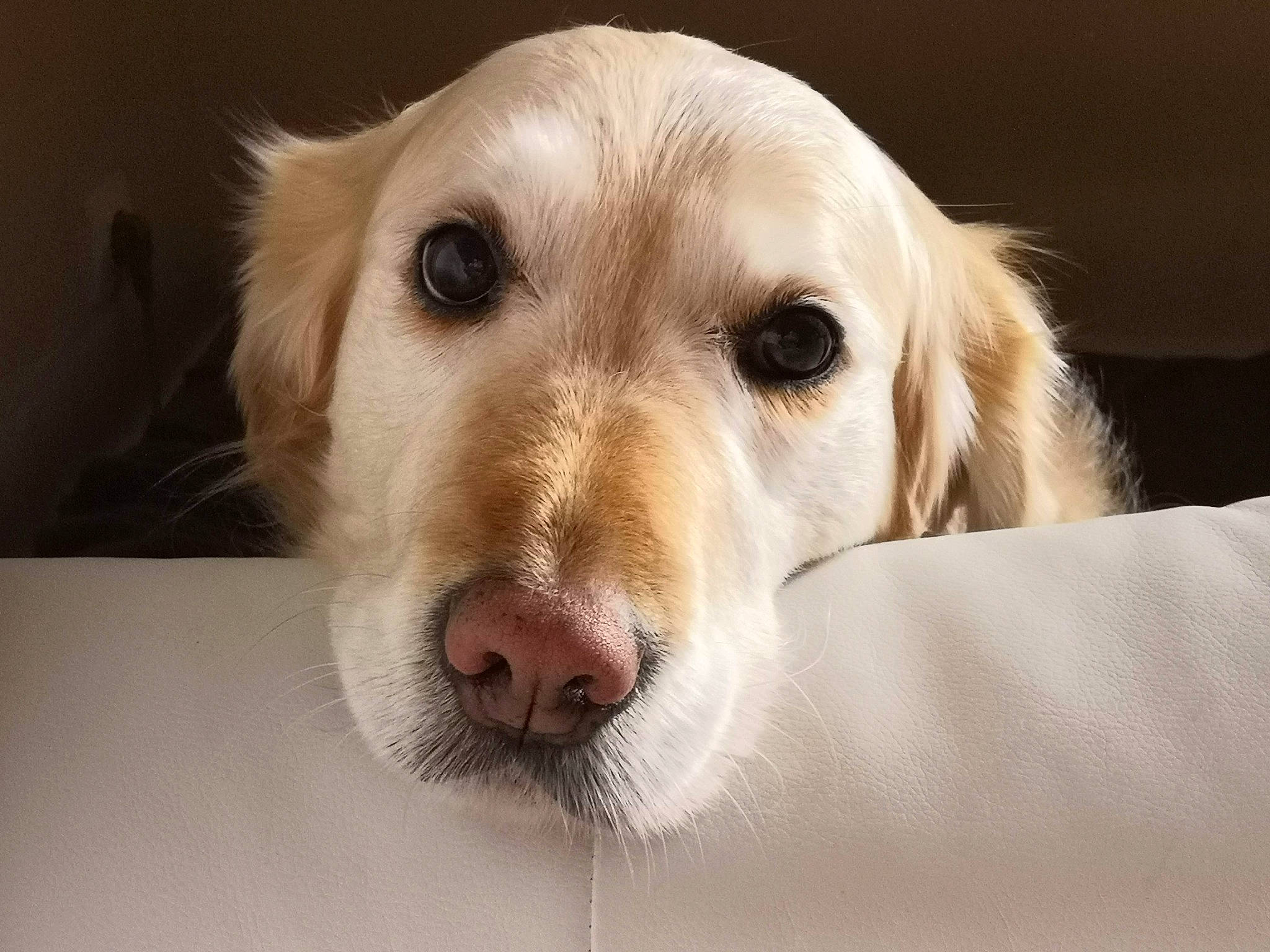 Gladys a rejoint le concours — aidez-le/la à gagner de superbes lots ! canidae, carnivore, companion_dog, dog, dog_breed, fawn, fur, golden_retriever, labrador_retriever, mammal, nose, person, puppy, rare_breed_dog, retriever, saluki, silken_windhound, snout, sporting_group, vertebrate