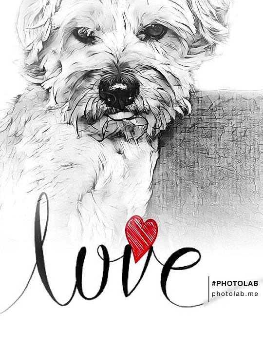 Djemsou participe au concours pour gagner de l'argent avec cette photo : art, canidae, carnivore, companion_dog, dog, dog_breed, drawing, fictional_character, font, graphics, happy, illustration, pet_supply, photo_caption, small_terrier, snout, sporting_group, terrier, toy_dog, working_animal