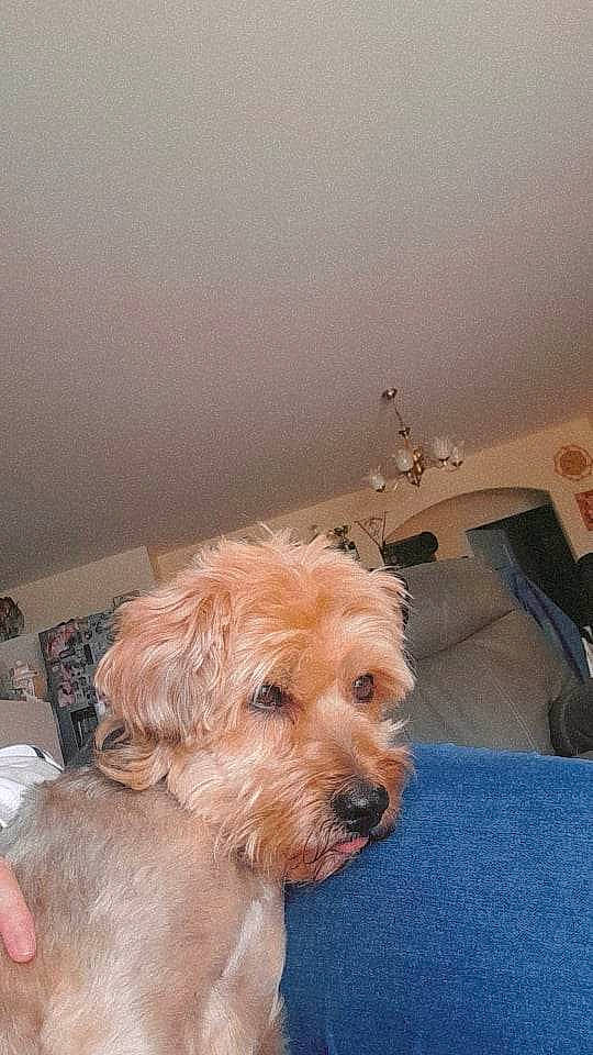 Djemsou a rejoint le concours — aidez-le/la à gagner de superbes lots ! carnivore, comfort, companion_dog, dog, dog_breed, fawn, flooring, fur, hardwood, labradoodle, liver, room, small_terrier, sporting_group, terrier, toy_dog, wood, working_animal, working_terrier, yorkipoo