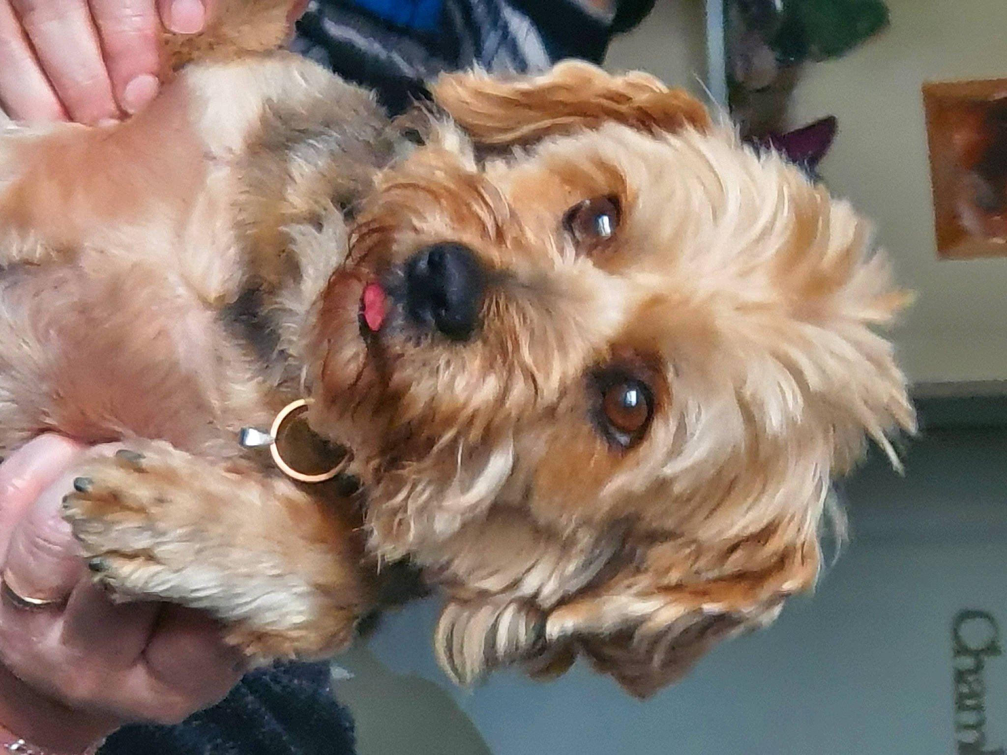 Djemsou a rejoint le concours — aidez-le/la à gagner de superbes lots ! canidae, carnivore, companion_dog, dog, dog_breed, dog_collar, dog_supply, fawn, firefighter, fur, liver, picture_frame, puppy_love, shih_poo, small_terrier, sporting_group, terrier, toy_dog, working_animal, yorkipoo