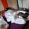 Iatus participe au concours pour gagner de l'argent avec cette photo : bedroom, bed, person, sleeping, dog, comforter, blanket, mirror, pillow, purple_bedspread, orange_wall, white_wall, floor, indoor, resting, pet, furniture, relaxation, casual, cozy