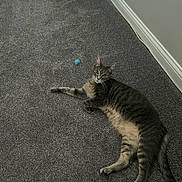 Boston joined the competition — help win amazing prizes! cat, tabby_cat, carpet, indoor, animal, pet, feline, toy, blue_toy, relaxed, lying_down, curious, floor, wall, baseboard, domestic, whiskers, ears, tail, paws