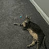 cat, tabby_cat, carpet, indoor, animal, pet, feline, toy, blue_toy, relaxed, lying_down, curious, floor, wall, baseboard, domestic, whiskers, ears, tail, paws