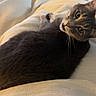 Boston joined the competition — help win amazing prizes! cat, gray_cat, pet, animal, feline, indoor, blanket, cozy, wooden_floor, relaxed, looking_back, whiskers, ears, fur, home, comfort, curious, resting, soft_lighting, casual