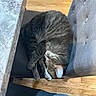 Boston is registered to the contest to win money with this photo: cat, tabby_cat, sleeping, chair, cushion, marble_countertop, wood_floor, indoor, pet, feline, resting, cozy, fur, animal, domestic_animal, relaxation, cute, home, quiet, peaceful