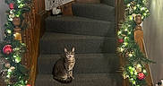 Boston is registered to the contest to win money with this photo: cat, tabby_cat, stairs, carpet, garland, christmas_lights, holiday_decor, wooden_banister, snowman_decoration, indoor, home, festive, ornaments, pine_cones, red_balls, greenery, wood_floor, decorative, pet, animal