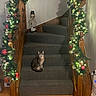cat, tabby_cat, stairs, carpet, garland, christmas_lights, holiday_decor, wooden_banister, snowman_decoration, indoor, home, festive, ornaments, pine_cones, red_balls, greenery, wood_floor, decorative, pet, animal
