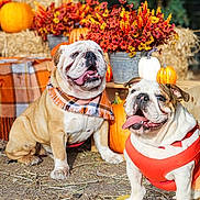 Milo Moli joined the competition — help win amazing prizes! animal, autumn, bulldog, costume, cute, dog, fall, festive, flowers, hay, nature, orange, outdoor, pet, plaid, pumpkin, scarf, smile, sunlight, tongue_out