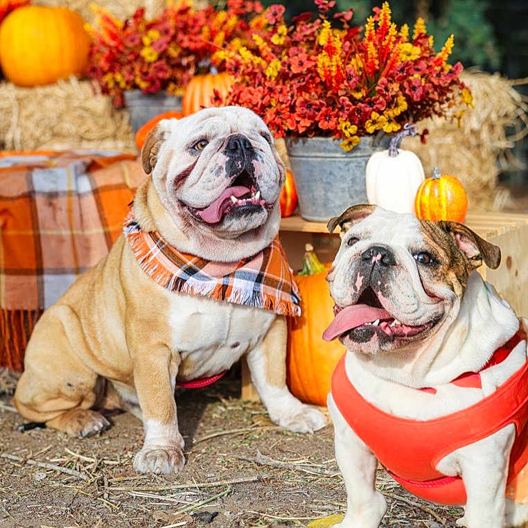 Milo Moli joined the competition — help win amazing prizes! animal, autumn, bulldog, costume, cute, dog, fall, festive, flowers, hay, nature, orange, outdoor, pet, plaid, pumpkin, scarf, smile, sunlight, tongue_out