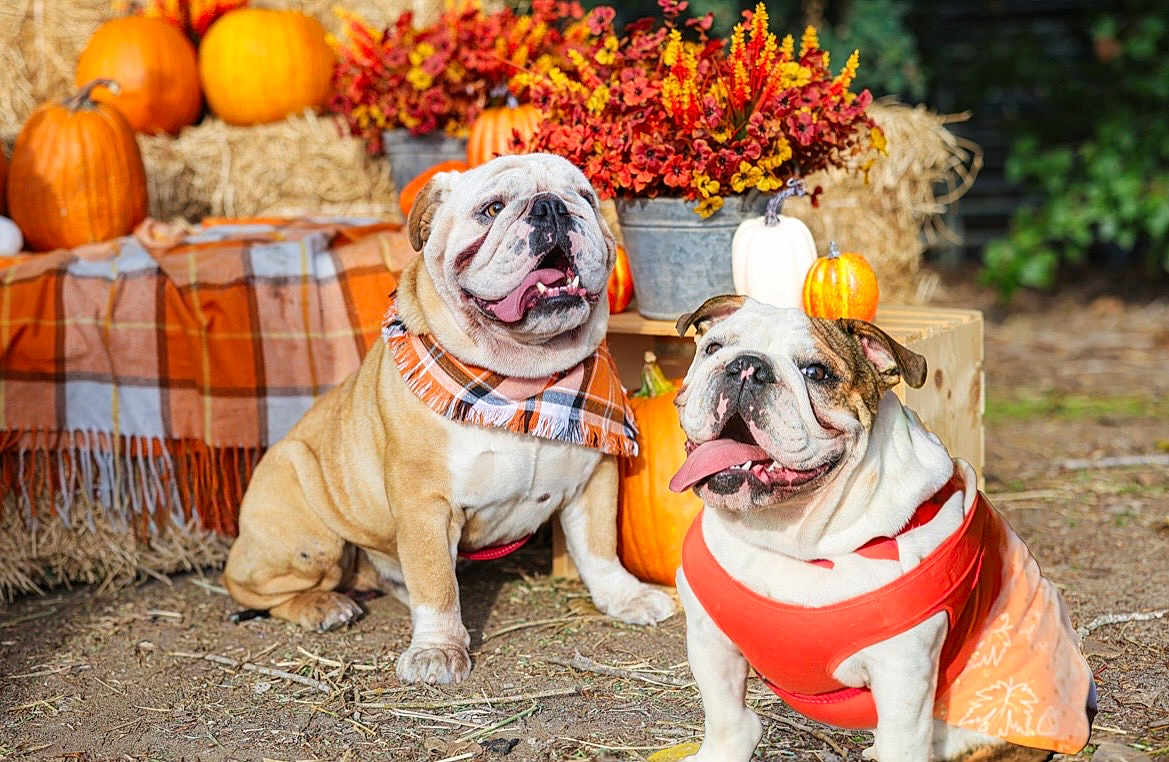 Milo Moli joined the competition — help win amazing prizes! animal, autumn, bulldog, costume, cute, dog, fall, festive, flowers, hay, nature, orange, outdoor, pet, plaid, pumpkin, scarf, smile, sunlight, tongue_out