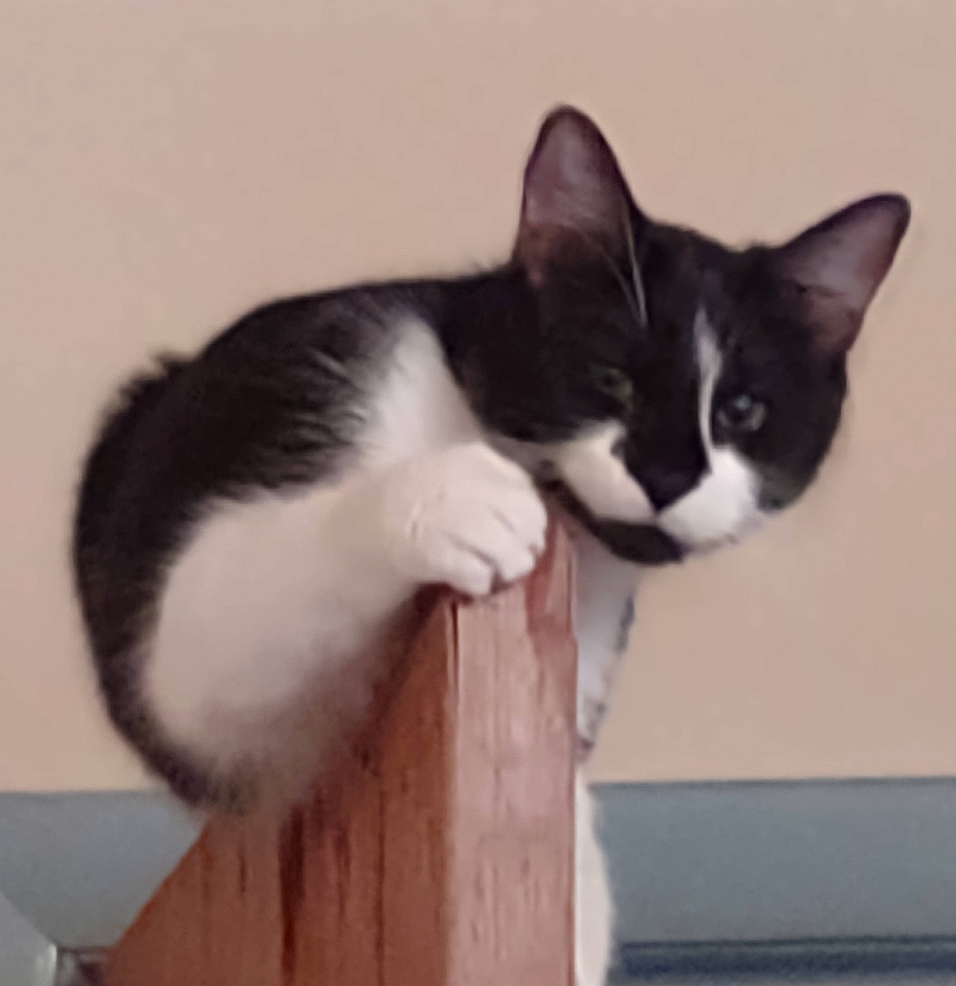 Baby Girl joined the competition — help win amazing prizes! carnivore, cat, comfort, domestic_short_haired_cat, felidae, fur, grey, hair, hardwood, mammal, paw, small_to_medium_sized_cats, snout, tail, vertebrate, whiskers, wood