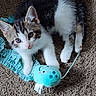 kitten, cat, black_and_white, blue_eyes, animal, pet, fur, whiskers, ears, nose, portrait, indoors, carpet, toy, plush_toy, playful, standing, cute, closeup, home